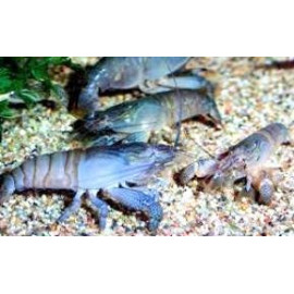 Cherax quadricarinatus -...