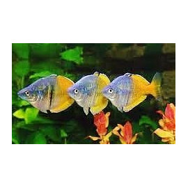 Melanotaenia Boesemani Arc-en-ciel Bicolore 5.00 cm