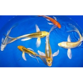 Assortiment carpes koi europeennes voilees 10-12 cm