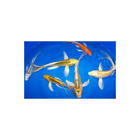 Assortiment carpes koi europeennes voilees 10-12 cm