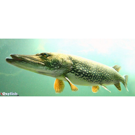 Brochet Esox Lucius 35 - 40 cm