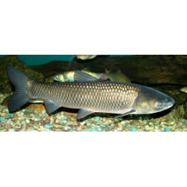 Ctenopharyngodon idella carpe amour herbivore 31-40 cm