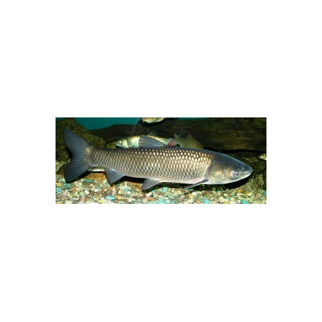 Ctenopharyngodon idella carpe amour herbivore 31-40 cm