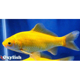 Poisson Jaune comète 7-10 cm