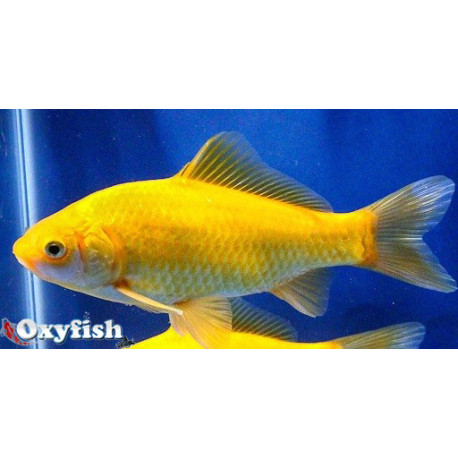 Poisson Jaune comète 7-10 cm