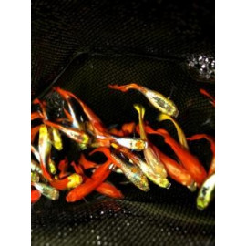 PROMO LOT DE 15 males guppys(ml) 3.5 cm (couleurs assorties)