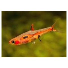 Rasbora Boraras Merah Rouge 2.00 cm