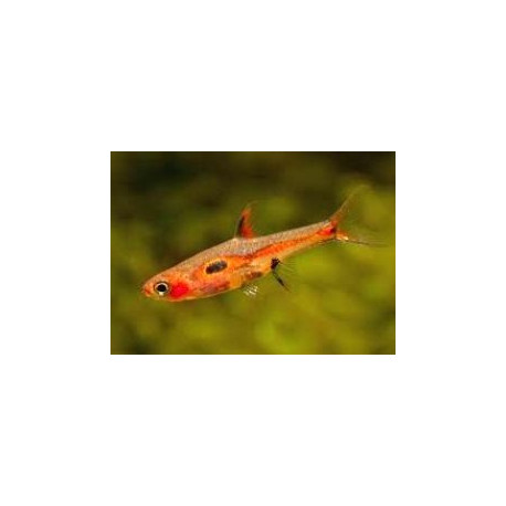 Rasbora Boraras Merah Rouge 2.00 cm