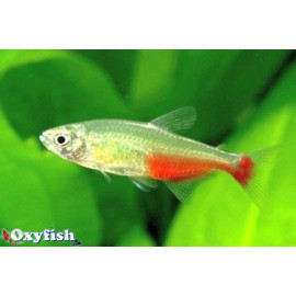 Aphyocharax rathbuni tetra flamme vert (m) 2.5-3 cm