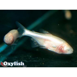 Astyanax mexicanus tetra aveugle (m) 2.5 cm