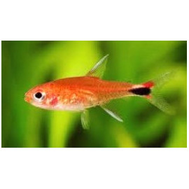 Axelrodia riesei tetra ruby (ms) 1.5 -2 cm sauvage