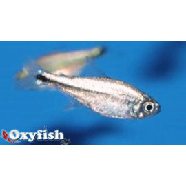 Hemigrammus armstrongi eos sauvage (m) 1.5-2 cm