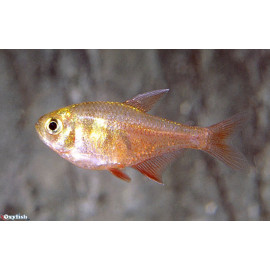 Hyphessobrycon flammeus tetra flamme diamant (m) 2.5 cm