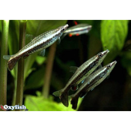 Nannostomus eques crayon a 1 bande (l) 3.5 cm sauvage