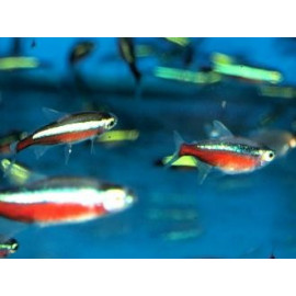 Paracheirodon axelrodi tetra cardinal (xl) 3-3.5 cm elevage