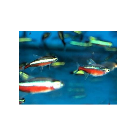 Paracheirodon axelrodi tetra cardinal (xl) 3-3.5 cm elevage