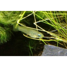 Aplocheilichthys normani yeux phosphorescents (m) 2.25 cm