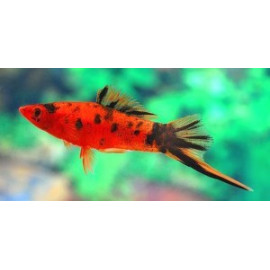 Xipho rouge berlin calico  (m) 5 cm xiphophorus helleri