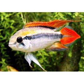 Apistogramma Agassizi Nageoires Rouges 3-4 cm