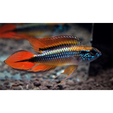 Apistogramma Agassizi Rouge Rouge  3-4 cm