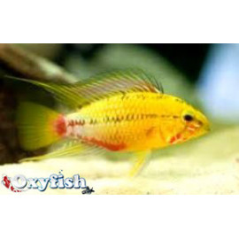 Apistogramma Hongsloi Doré Rouge 3-4 cm