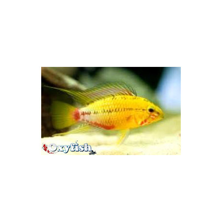 Apistogramma Hongsloi Doré Rouge 3-4 cm