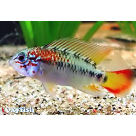 Apistogramma Macmasteri 3-4 cm