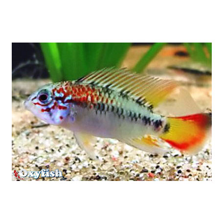 Apistogramma Macmasteri 3-4 cm