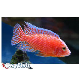 Aulonocara fire red dragon (xl) 9-10 cm