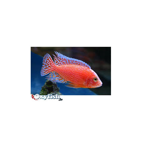 Aulonocara fire red dragon (xl) 9-10 cm