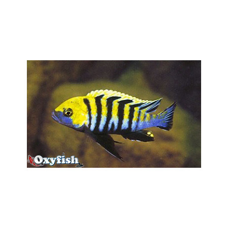 Cynotilapia Afra var. Edwardi 4.00 cm