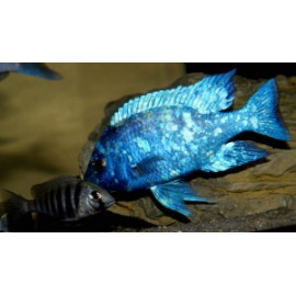 Placidochromis  phenochilus lupingu 4.00 cm