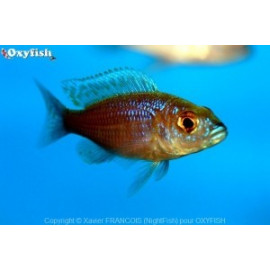 Sciaenochromis ahli bleu electrique (m) 3-5 cm