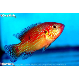 Hemichromis lifalili cichlide bijou rouge sang (l) 4-5 cm