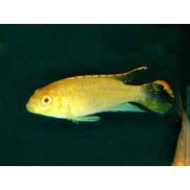 Pelvicachromis pulcher kribensis albino (ml) 2.0 cm