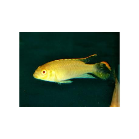 Pelvicachromis pulcher kribensis albino (ml) 2.0 cm