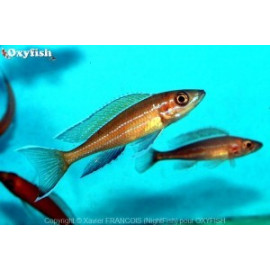 Paracyprichromis n.blue neon (m) 5-6 cm