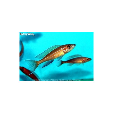 Paracyprichromis n.blue neon (m) 5-6 cm