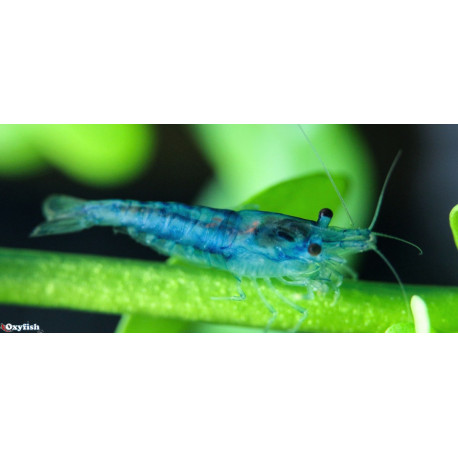 Neocaridina Heteropoda Blue Star 1.5 cm