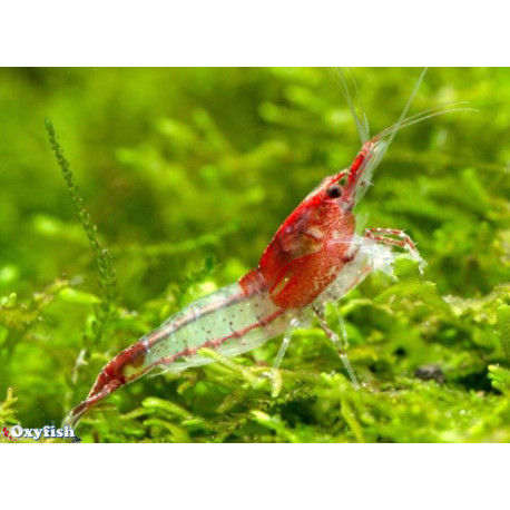 Neocaridina Heteropoda Riili  Red Rili 1.5  cm