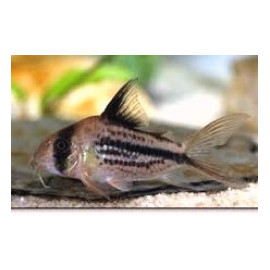 Corydoras deckeri corydoras axelrodi (l) 3-3.5 cm sauvage
