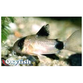 Corydoras Panda 2.5 cm