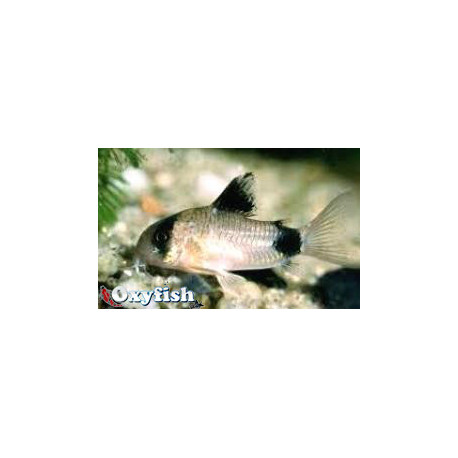 Corydoras Panda 2.5 cm