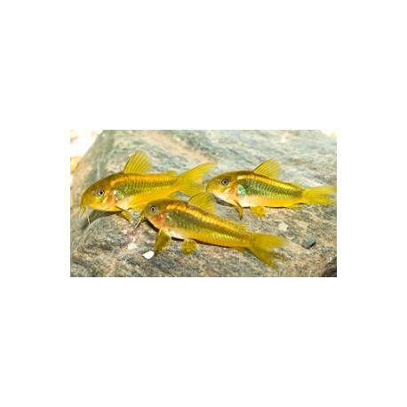 Corydoras ps. gold laser stripe f1 (m) 2.50 cm
