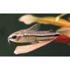 Corydoras pygmaeus (m) 1.5 cm sauvage