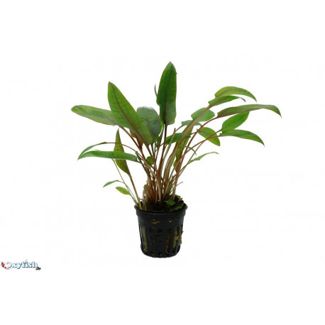 Cryptocoryne walkeri en pot