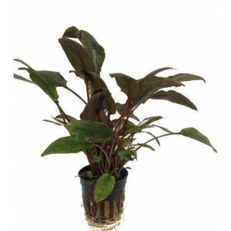 Cryptocoryne wendtii brown en pot