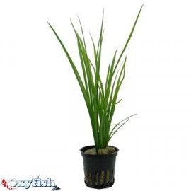 Cyperus helferi en pot