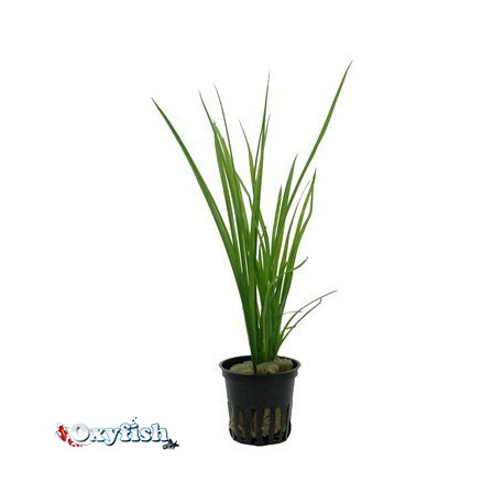 Cyperus helferi en pot