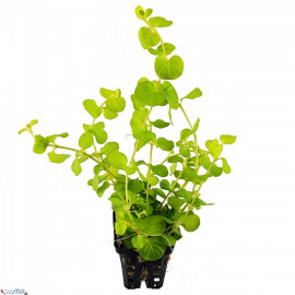Lysimachia nummularia gold en pot